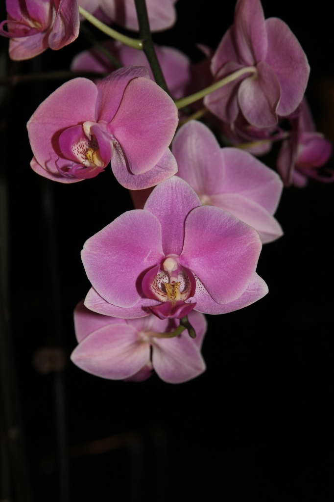 purple orchids 2